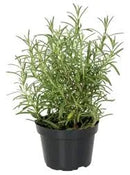 Muda de Alecrim Natural